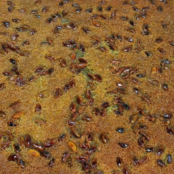Fıstıklı Basma Kadayıf (500 gram)