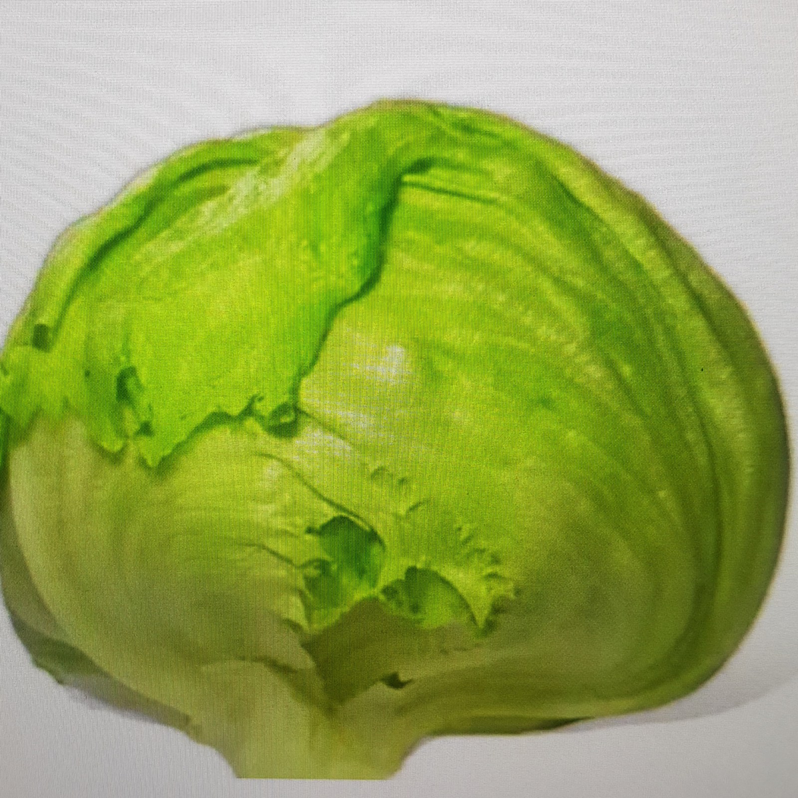 Iceberg(Göbek Marulu)