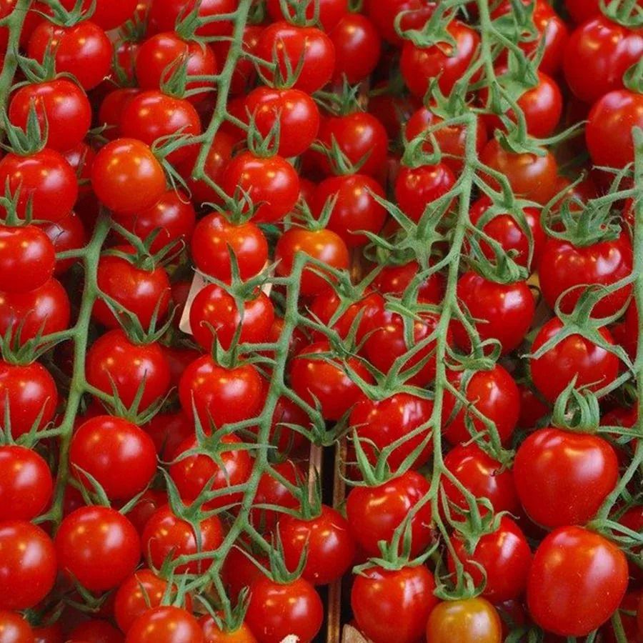 Çeri Domates
