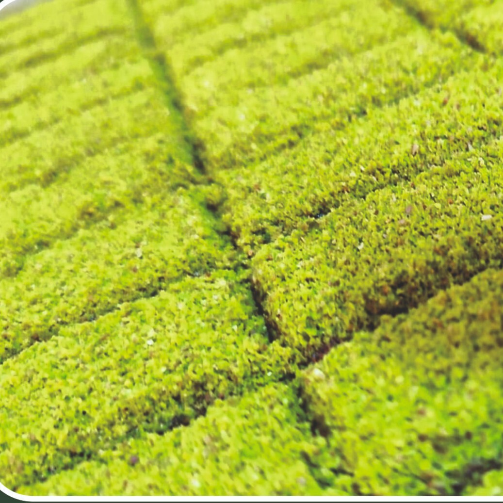 Üstü Fıstıklı Şam Tatlı (500 Gr)