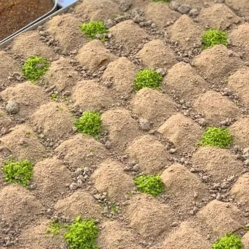 Soğuk Sütlü Baklava (Gerçek Belçika Çikolatalı)