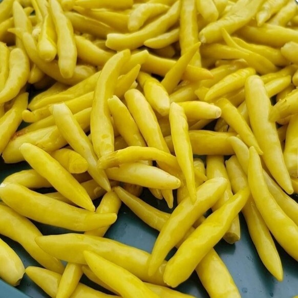 Turşu Biber