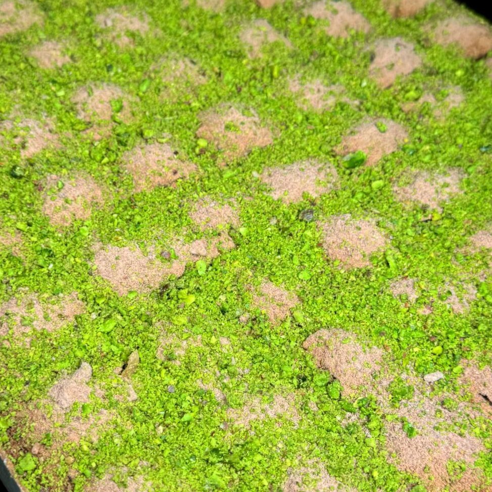 FISTIKLI SOĞUK BAKLAVA (1 kğ)