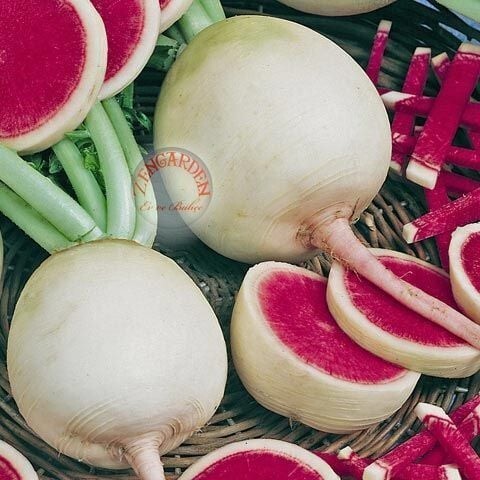 Karpuz Turp ( içi kırmızı) kg