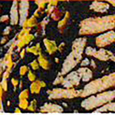 Mozaik Pasta