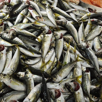 İstavrit (1 kg)