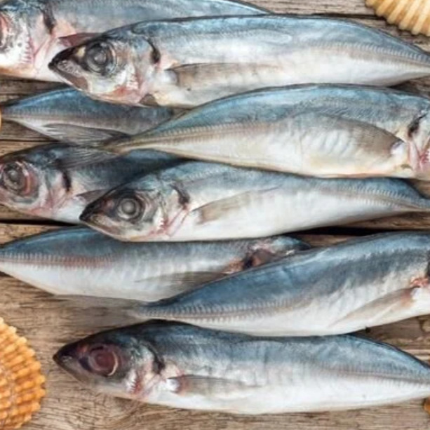 Kuzu Balığı Akya Tava 1 kg