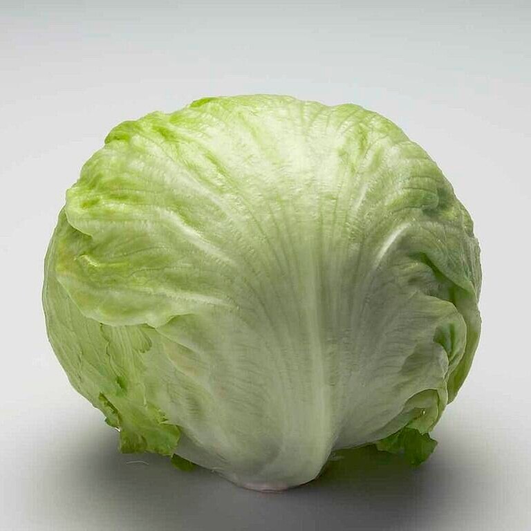 Iceberg Marul