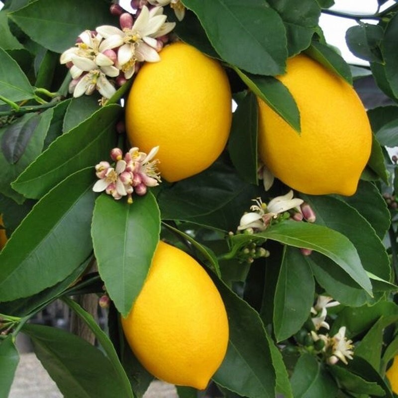 Limon Adet