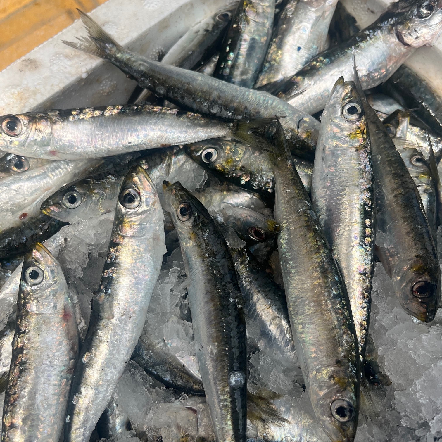 Sardalya (1 kg)