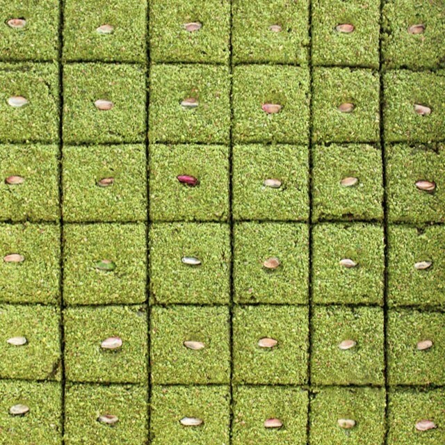 Fıstık Bahçesi (500 Gr.)