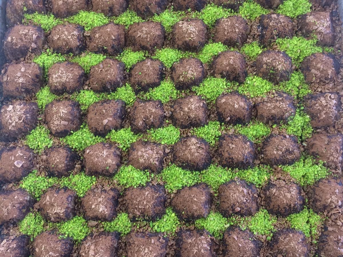 Fıstıklı Soğuk Baklava ( 1 kg.)