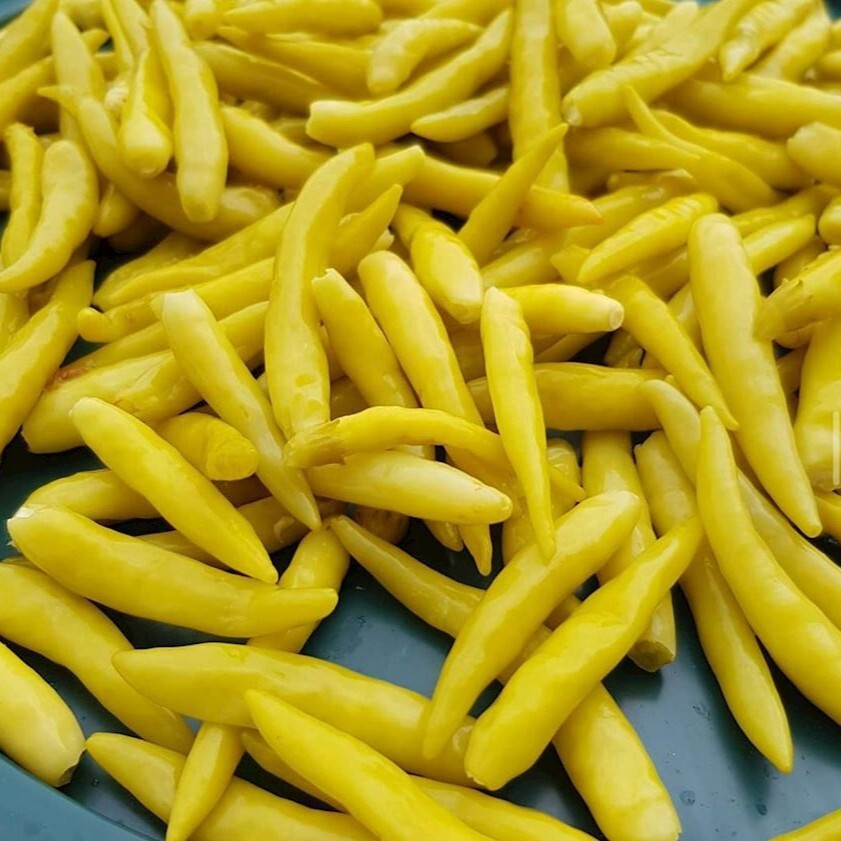 Turşu Biber