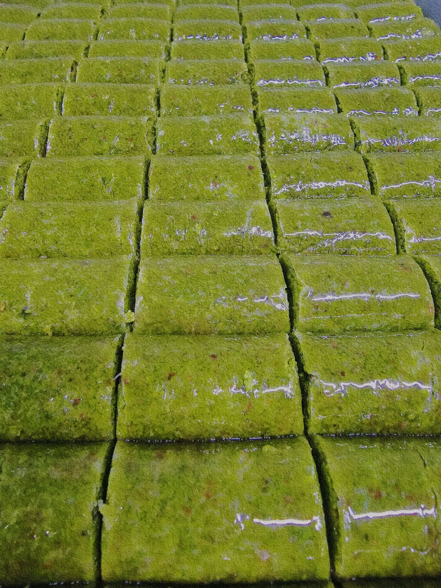 Yeşil Sarma