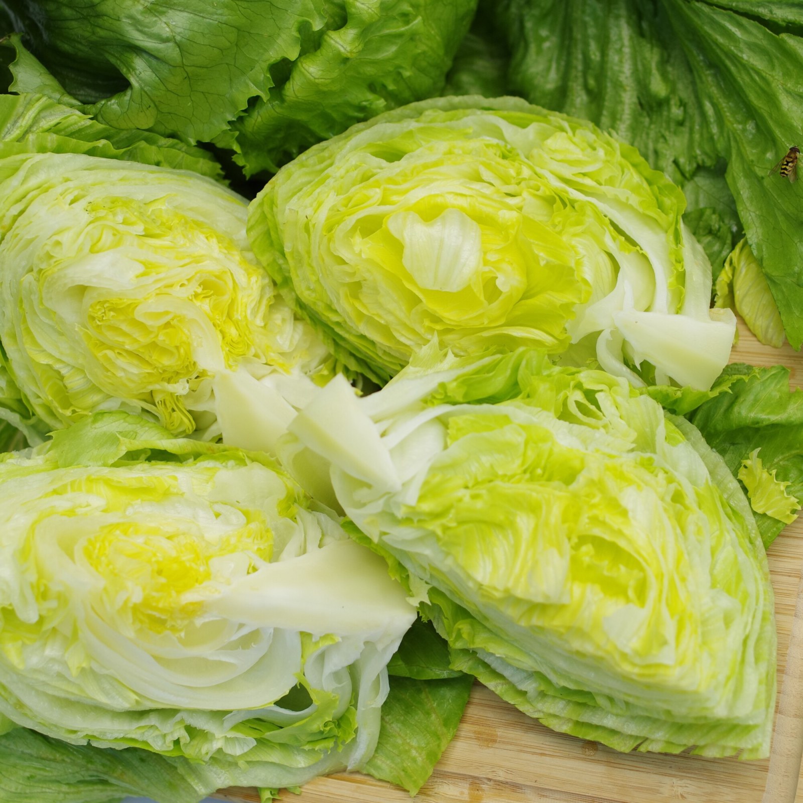 Iceberg Marul