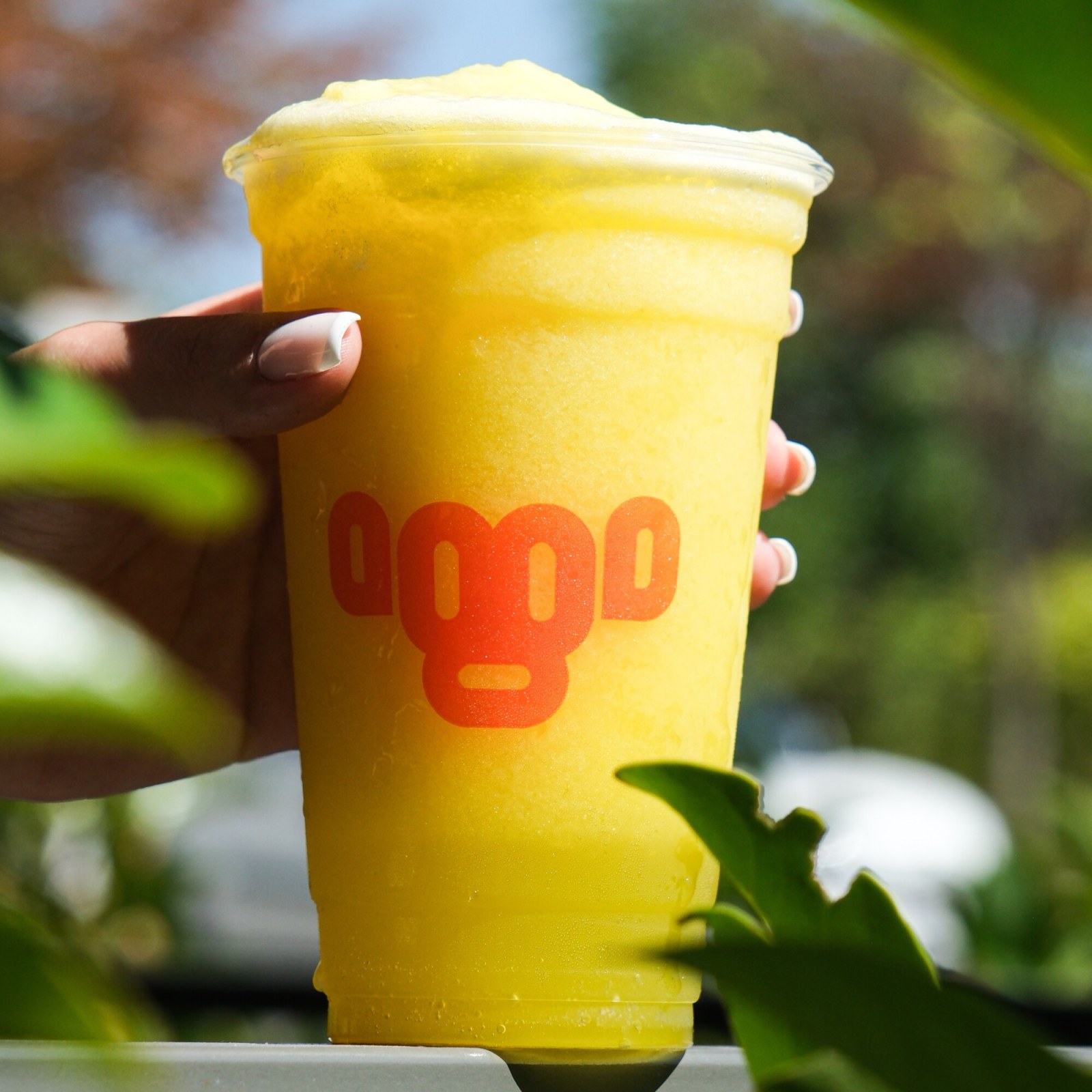 Mango Frozen