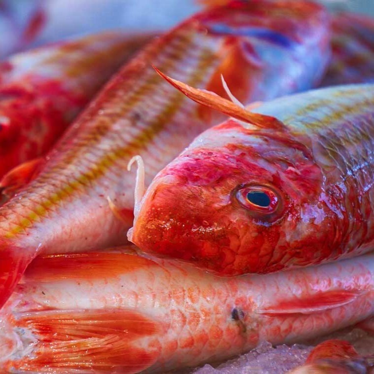 Barbun Tava (1 kg)