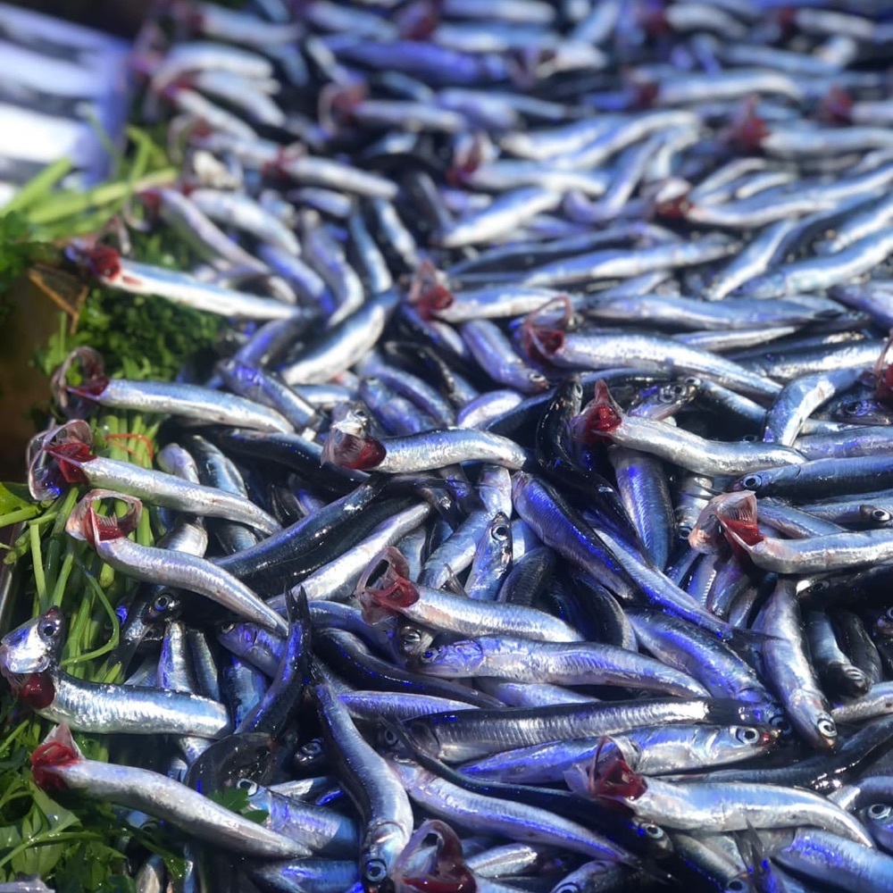 Günük taze Karadeniz Hamsi 1 kilo
