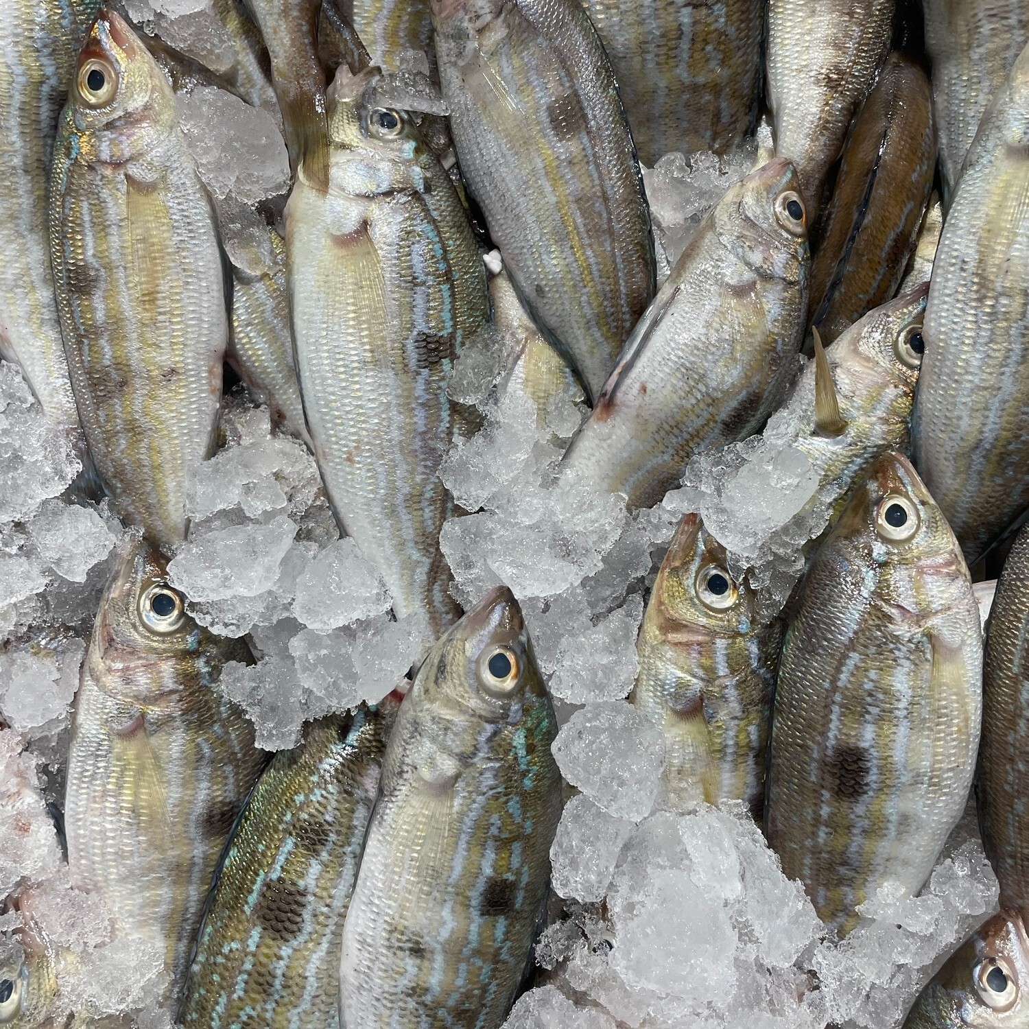 İzmarit Balığı Tava (1 Kg)