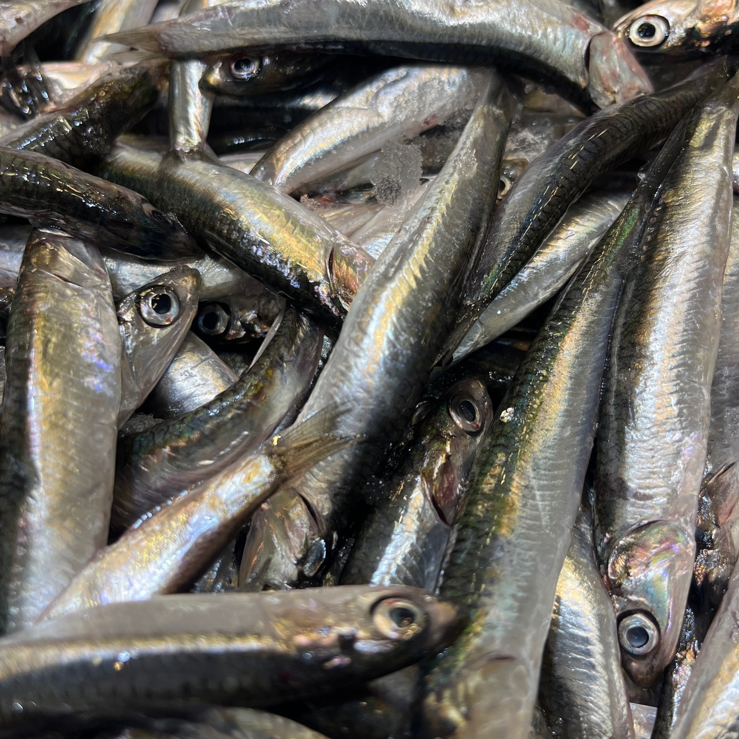 Hamsi (1 kg)
