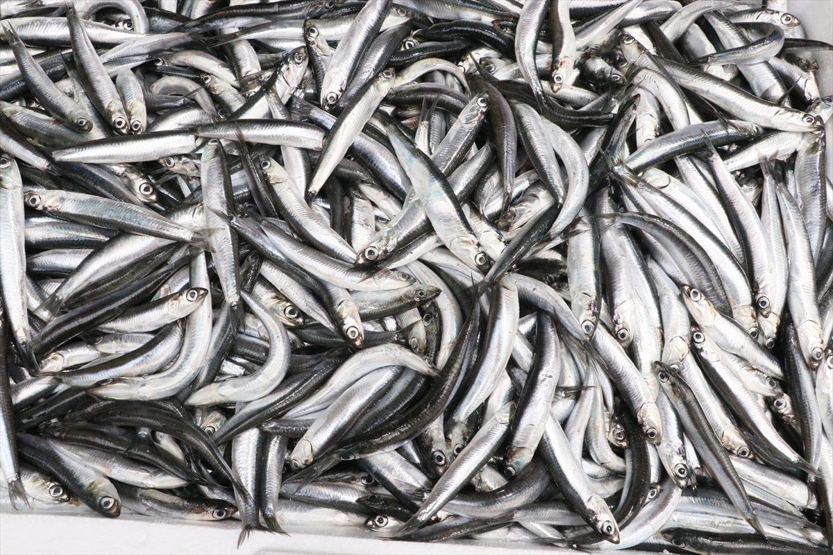 Hamsi (1 Kg.)
