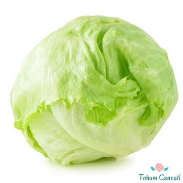 Iceberg Marul