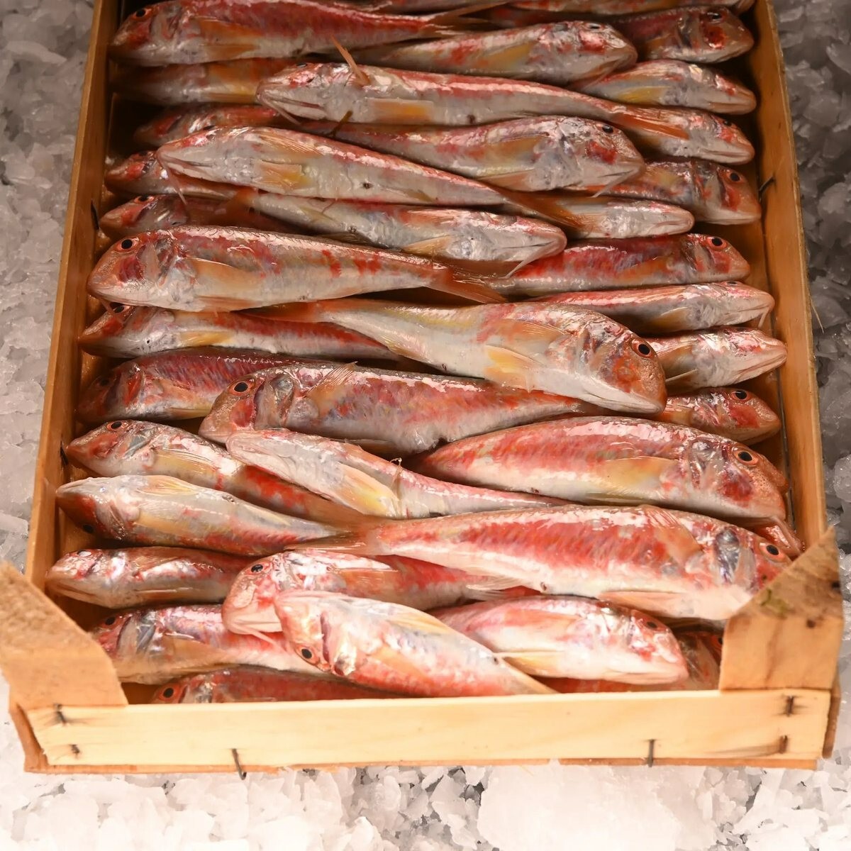 Tekir (1 kg.) (Pişirilmemiş)