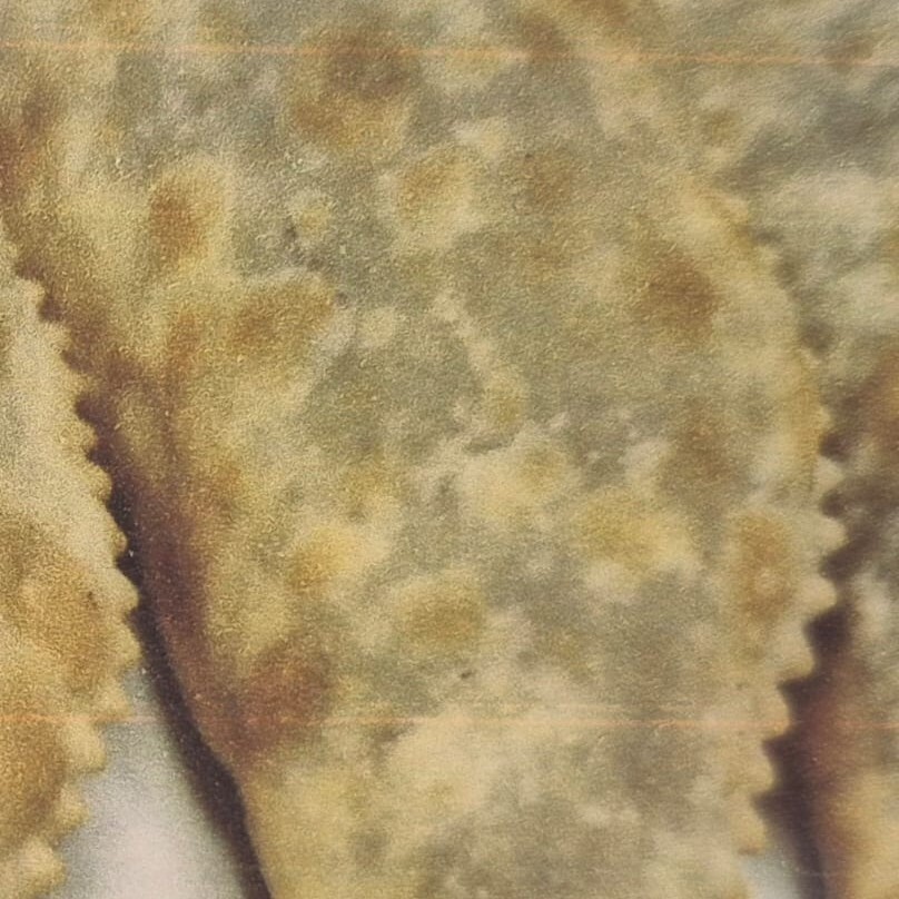 Çiğ Börek (Kızartılmış / 1 Adet)