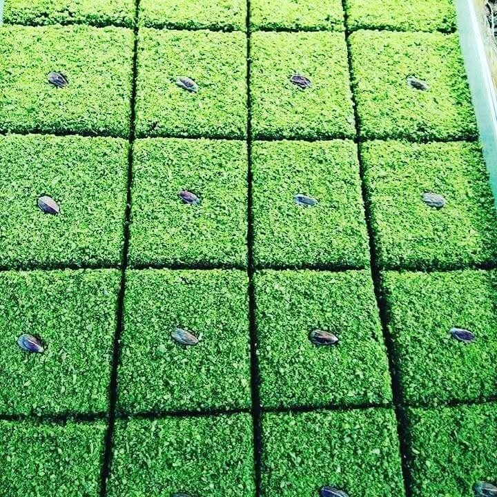Cennet Çamuru (500 gr)